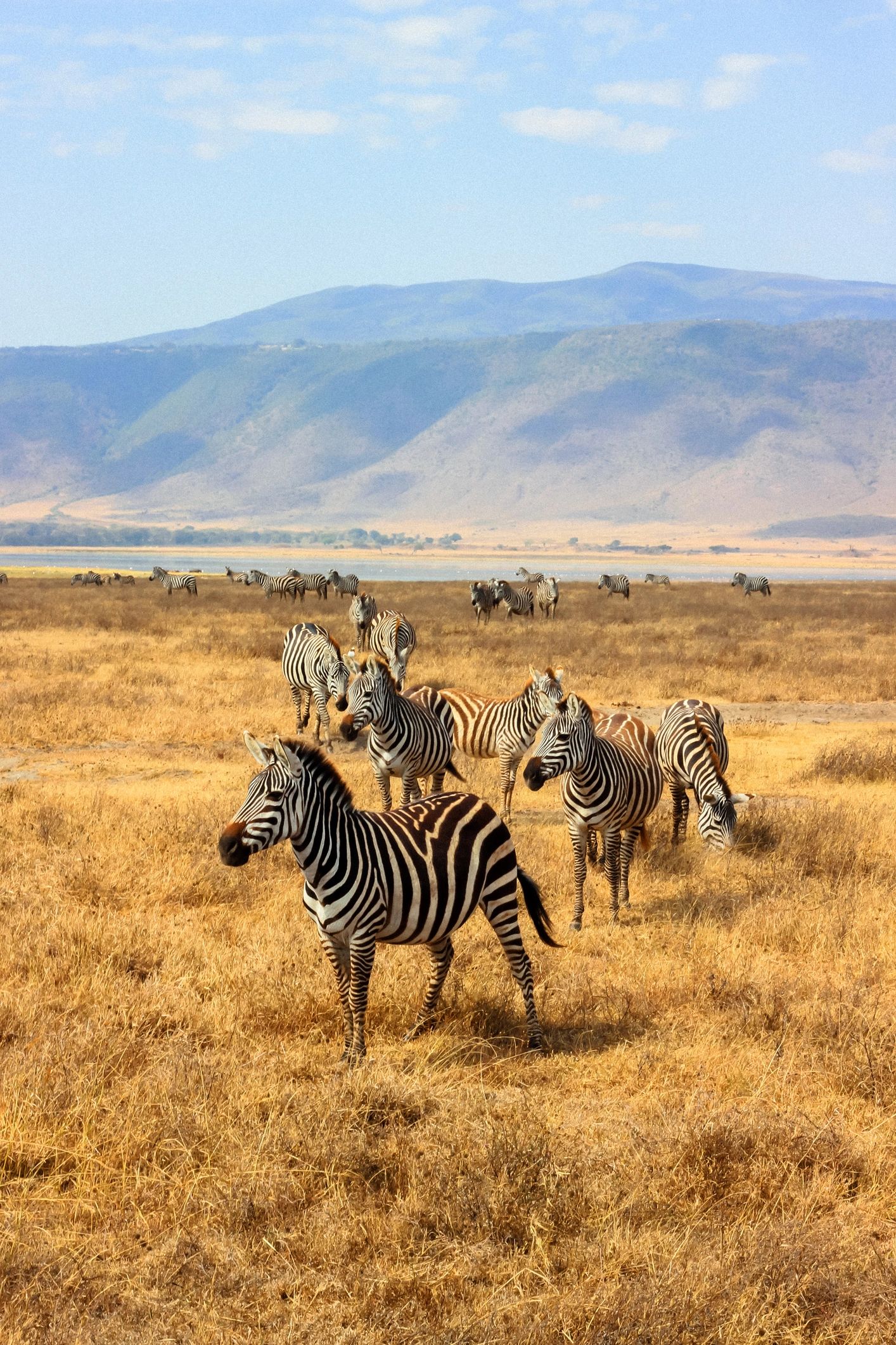 Zebras crossing in the Ngorongoro Crater conservation area