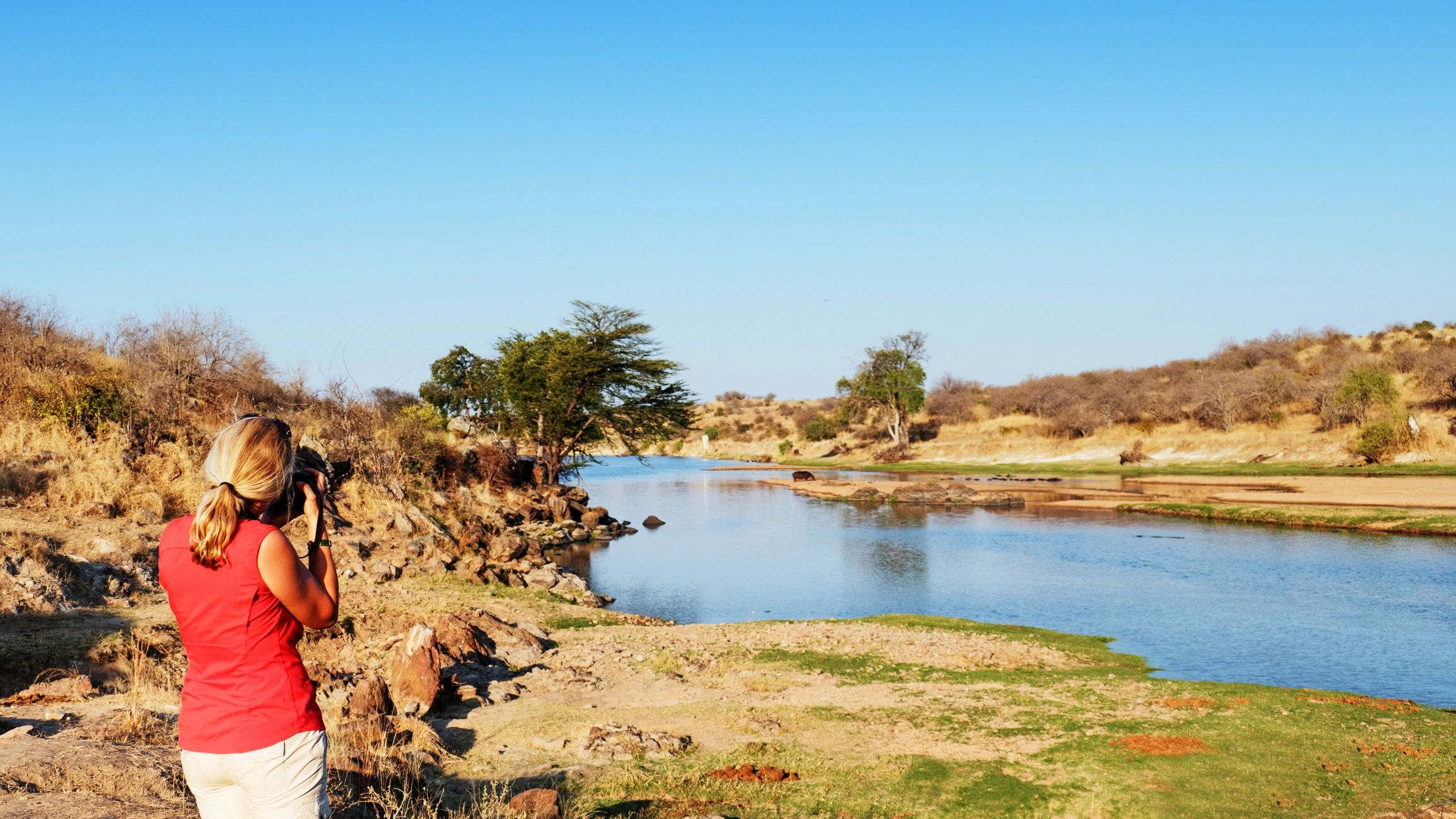 Lions resting on rocks in Ruaha National Park at sunset