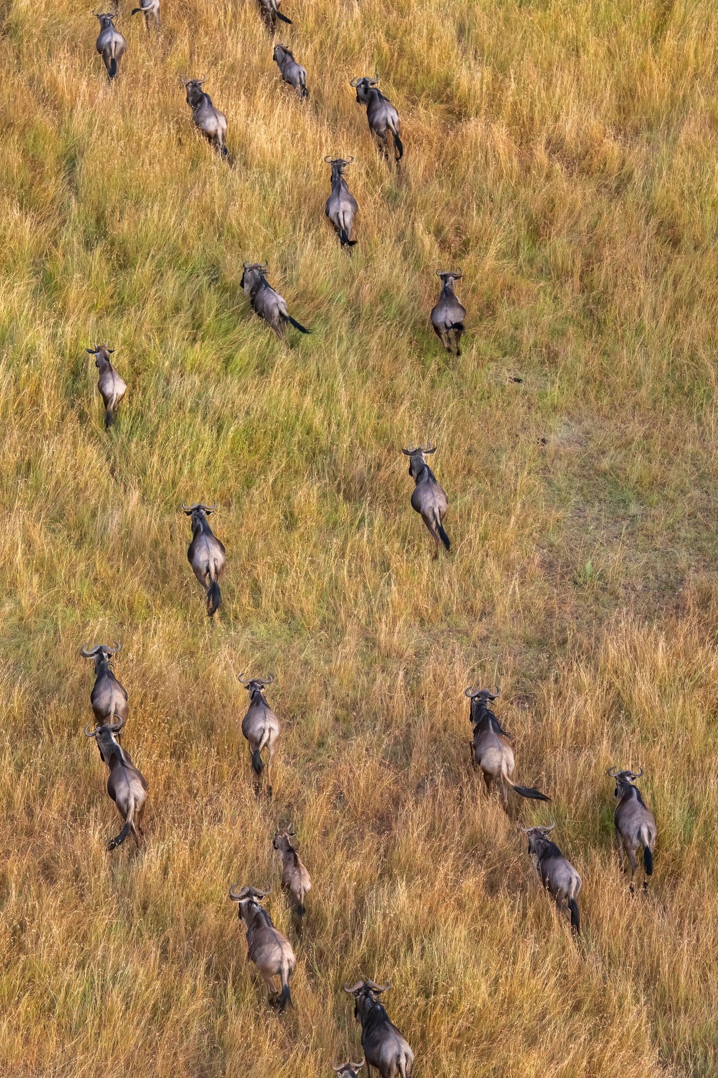 Wildebeest running across the Serengeti plains at golden hour