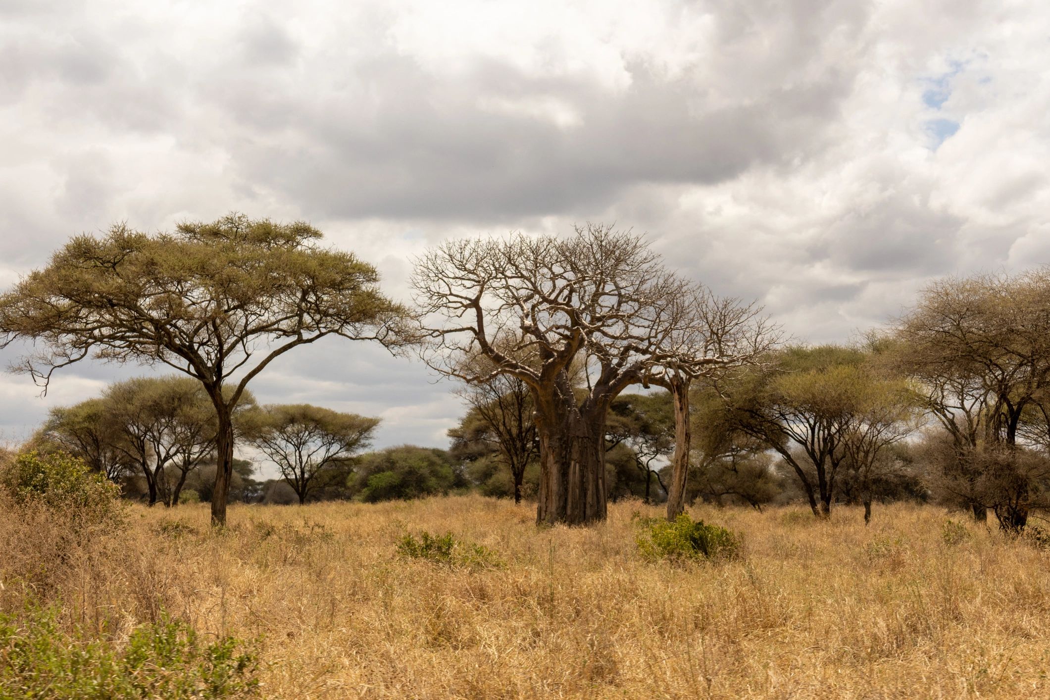 Elephants beneath ancient baobab trees in Tarangire