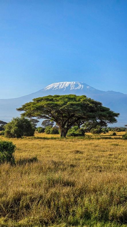 Mount Kilimanjaro summit rising above the clouds at dawn