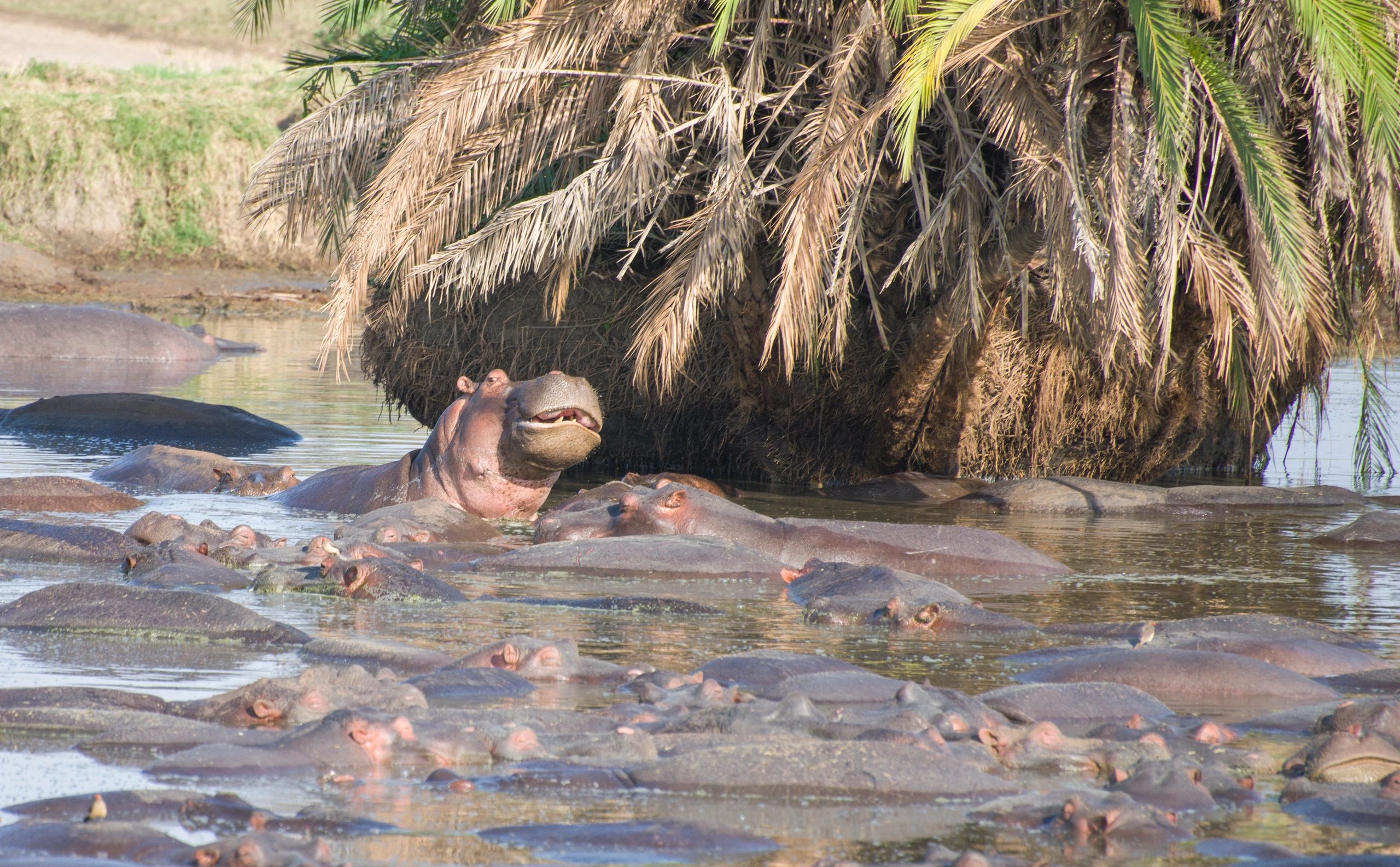 Hippos crowded together in a Serengeti river pool