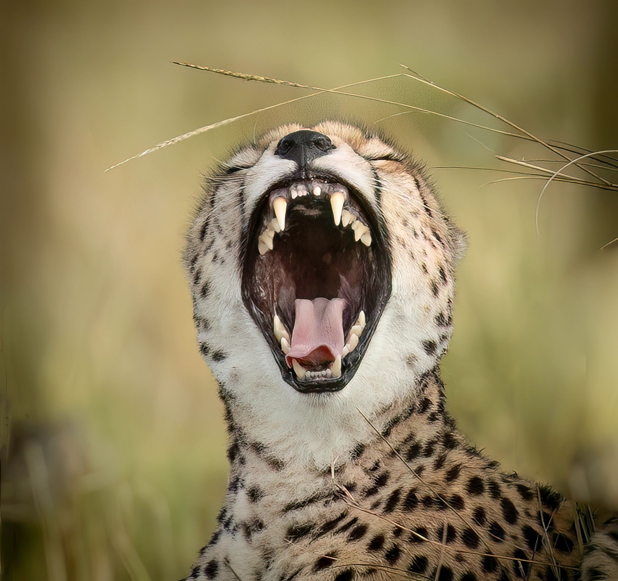 Cheetah portrait in the African savanna
