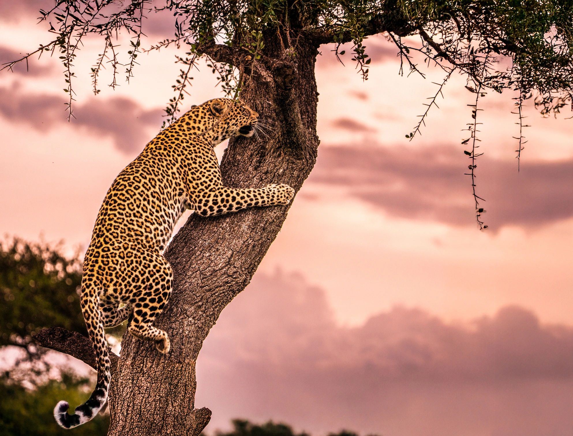 Leopard resting on a tree branch in the Serengeti