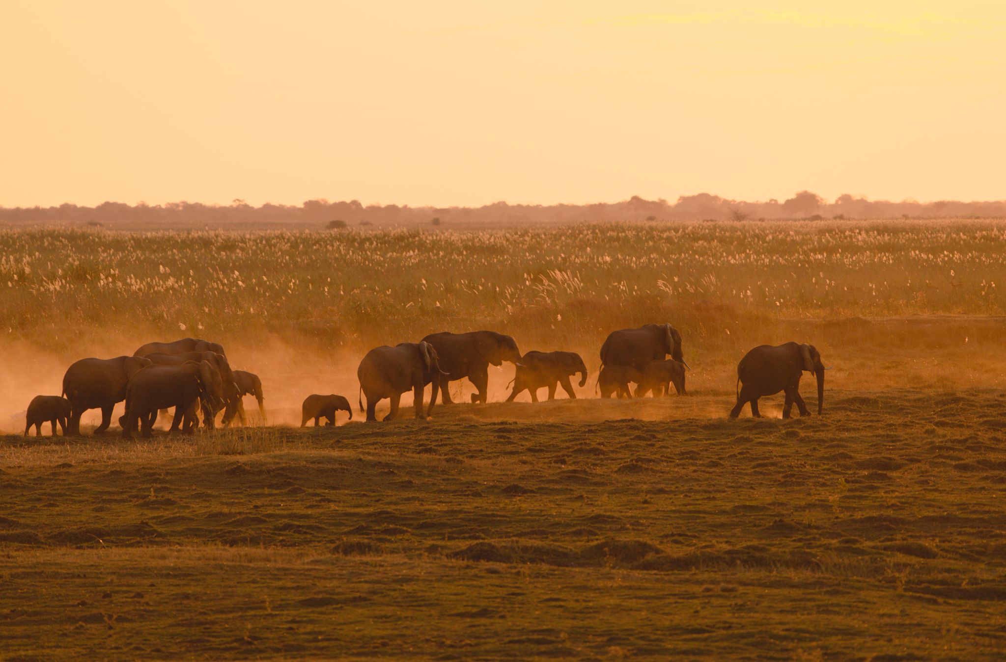 Tanzania Safari at Christmas and New Year: Everything You Need to Know