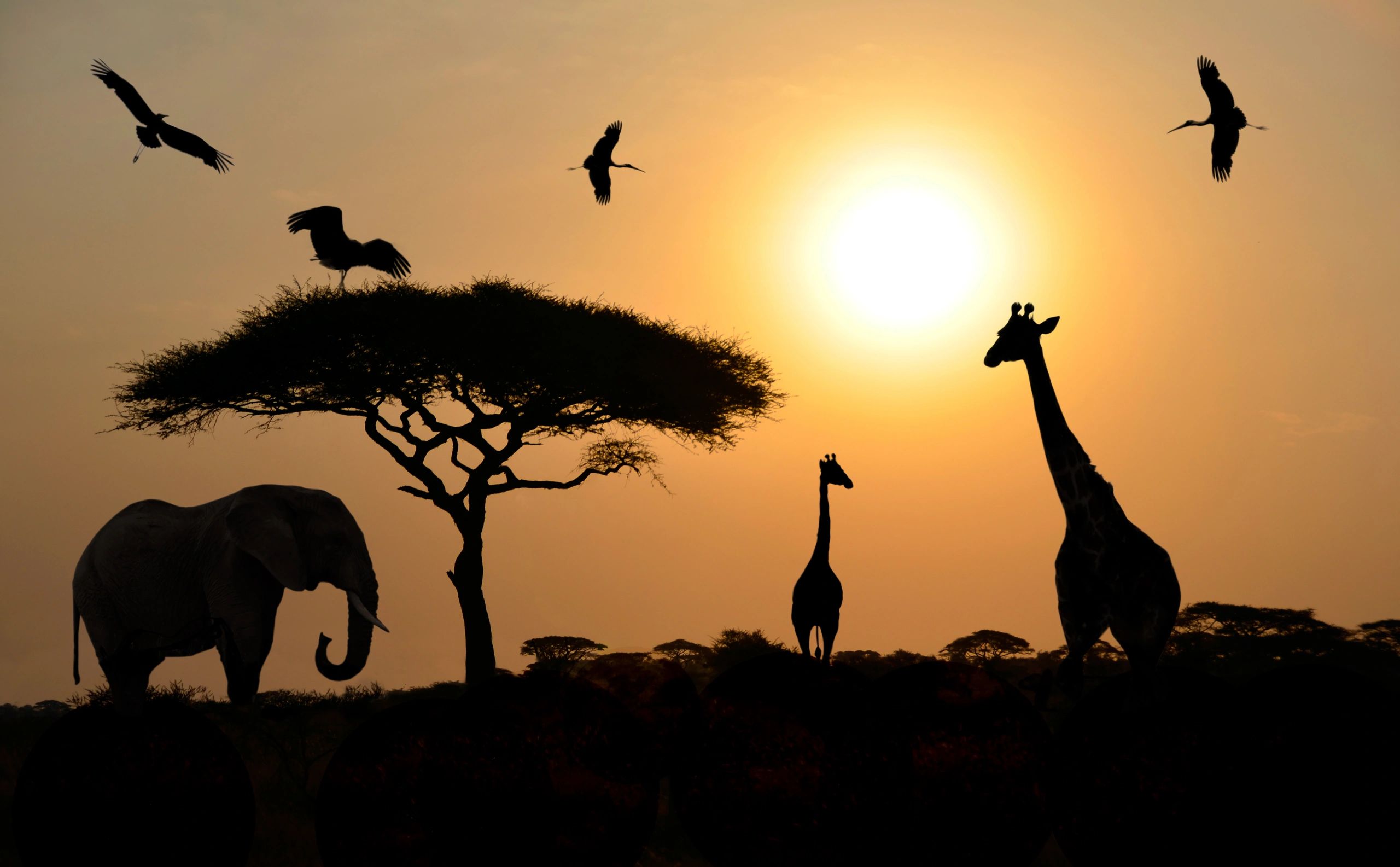 Giraffes silhouetted against a blazing African sunset sky