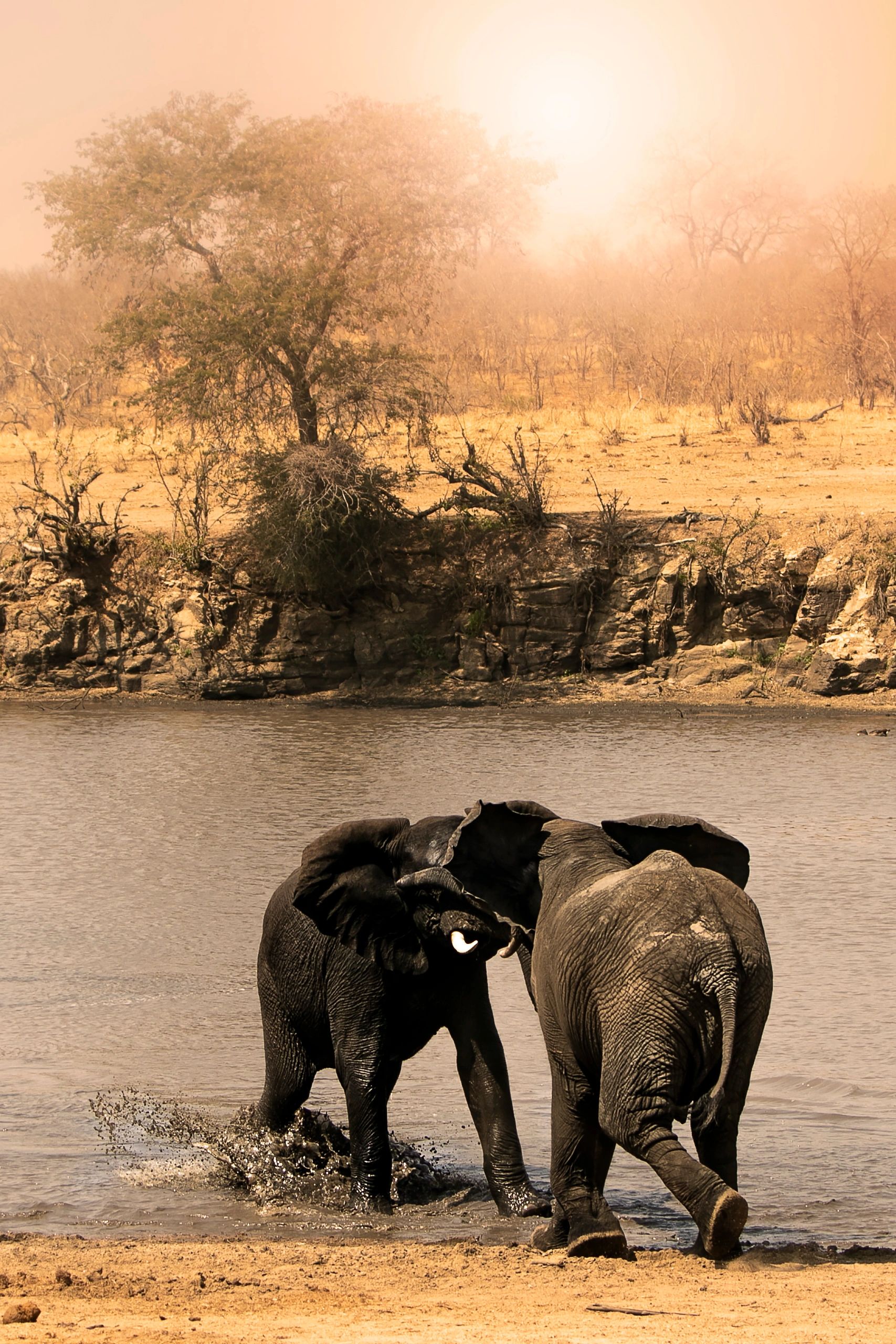 African elephants on the Serengeti savanna at golden hour