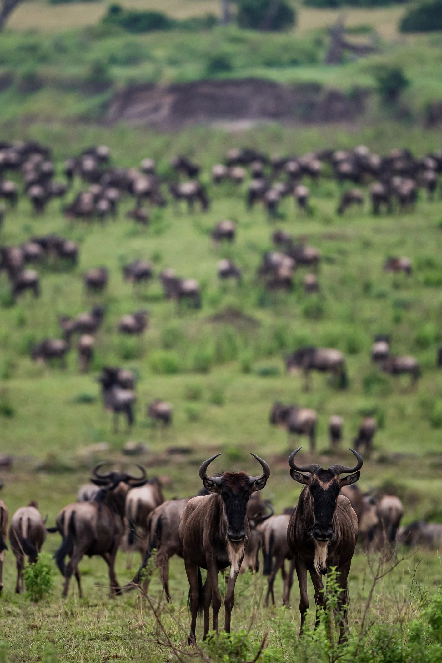 Wildebeest crossing the Mara River at golden hour during the Great Migration