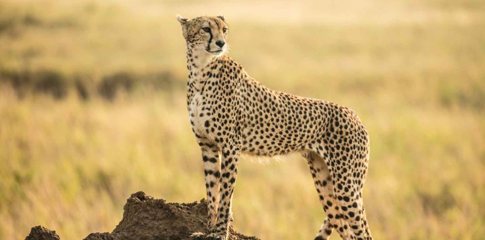 8-Days-Safari-Itinerary-Morning-Arrivals-Flight-From-Serengeti