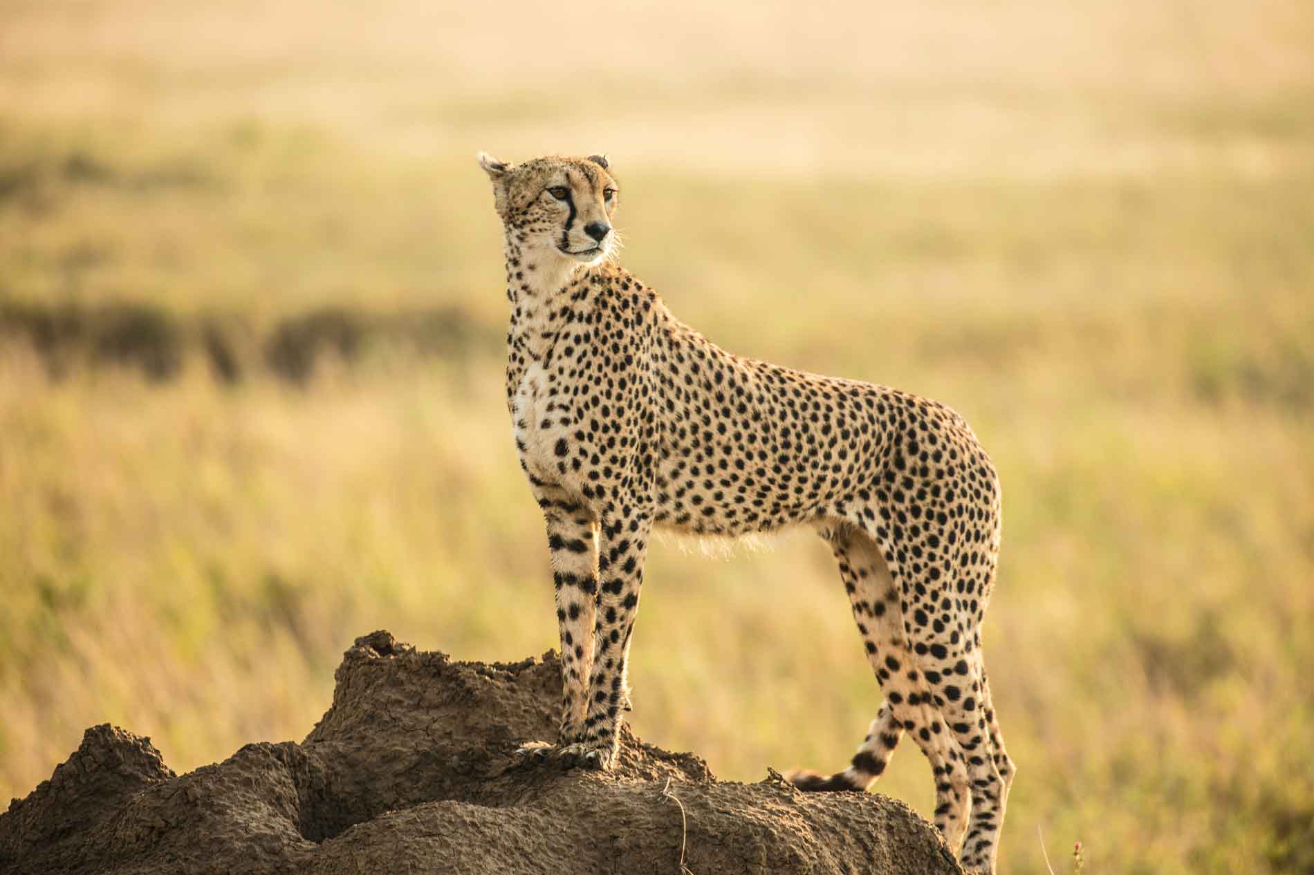 8-Days-Safari-Itinerary-Morning-Arrivals-Flight-From-Serengeti