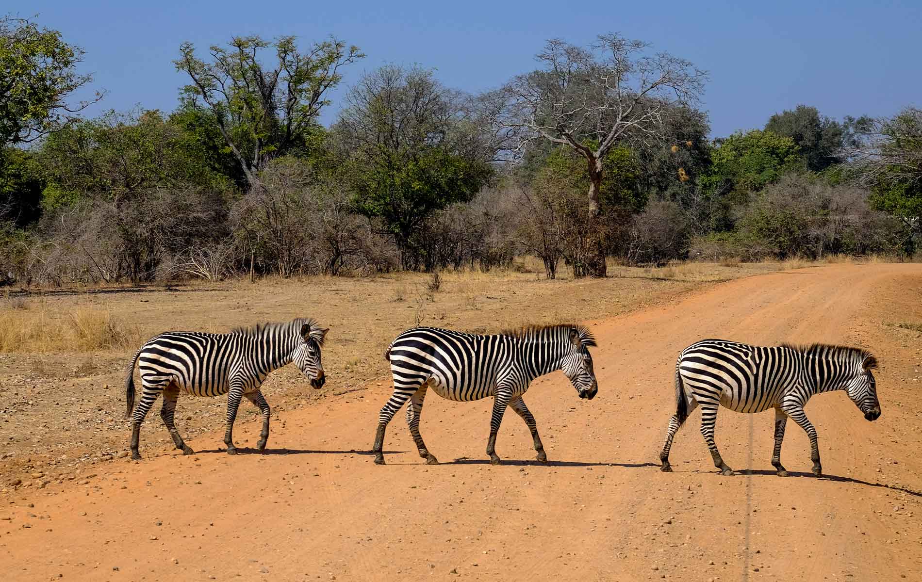 Nyerere,-Ruaha-&-Mikumi-National-Park-Special-South-Program