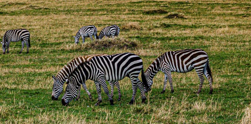 A herd of zebra grazing on grass in an open field.