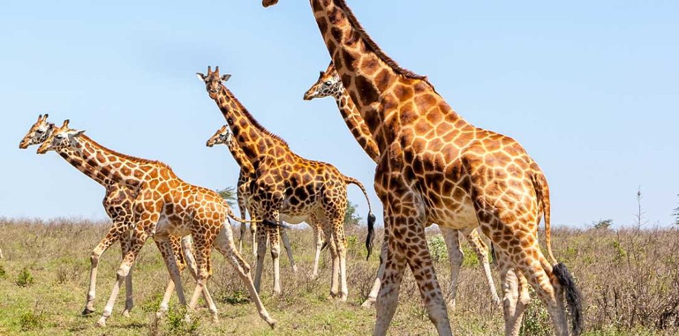 A herd of giraffes walking across the grass.