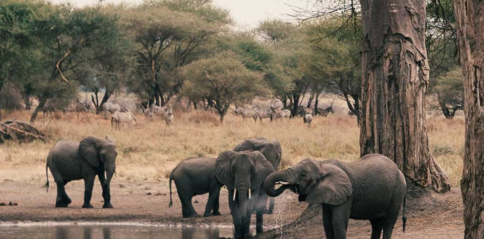 A herd of elephants standing next to the water.