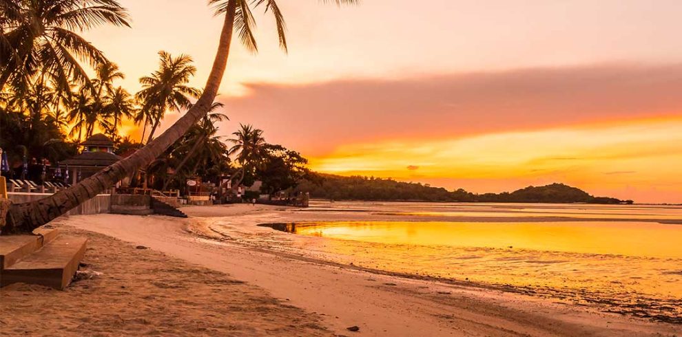 A beach with palm trees and the sun setting.