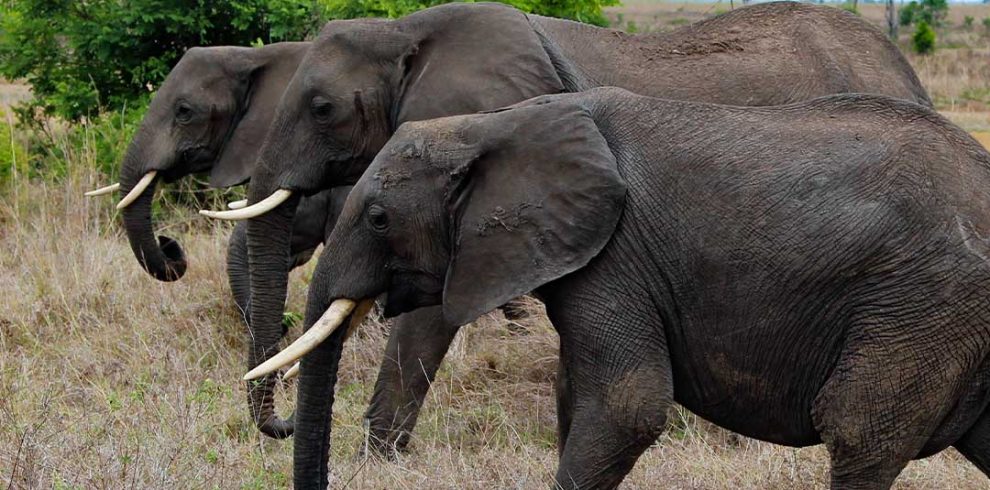 Three elephants walking in a field with trees behind them.