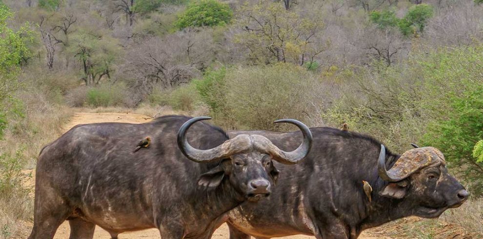 Two buffalo standing on a dirt road near trees.