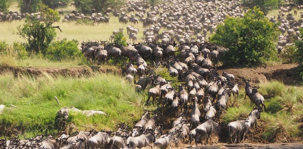 A herd of wildebeest crossing the river.